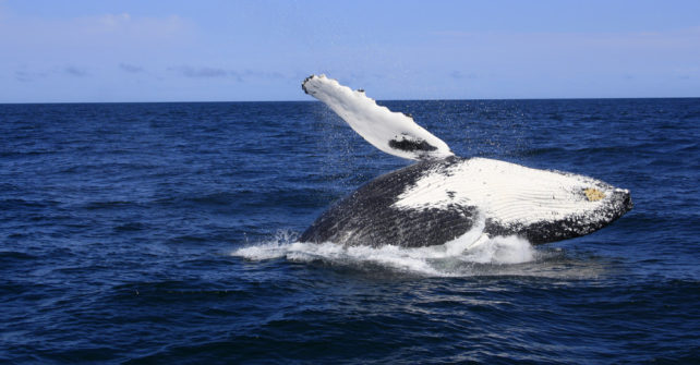 Whale Watching Cruise from Redcliffe Brisbane