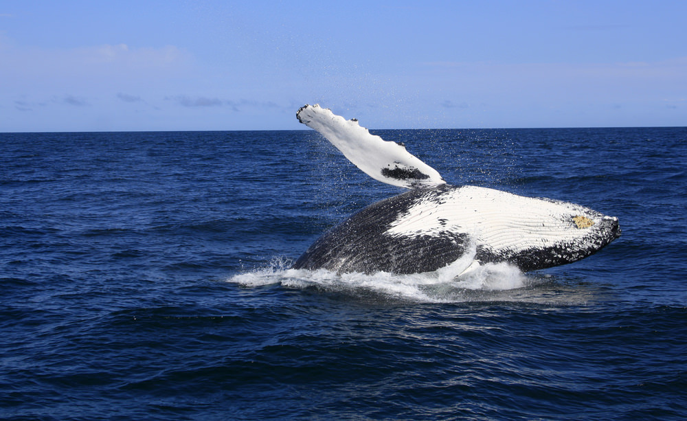 whale watching cruise redcliffe